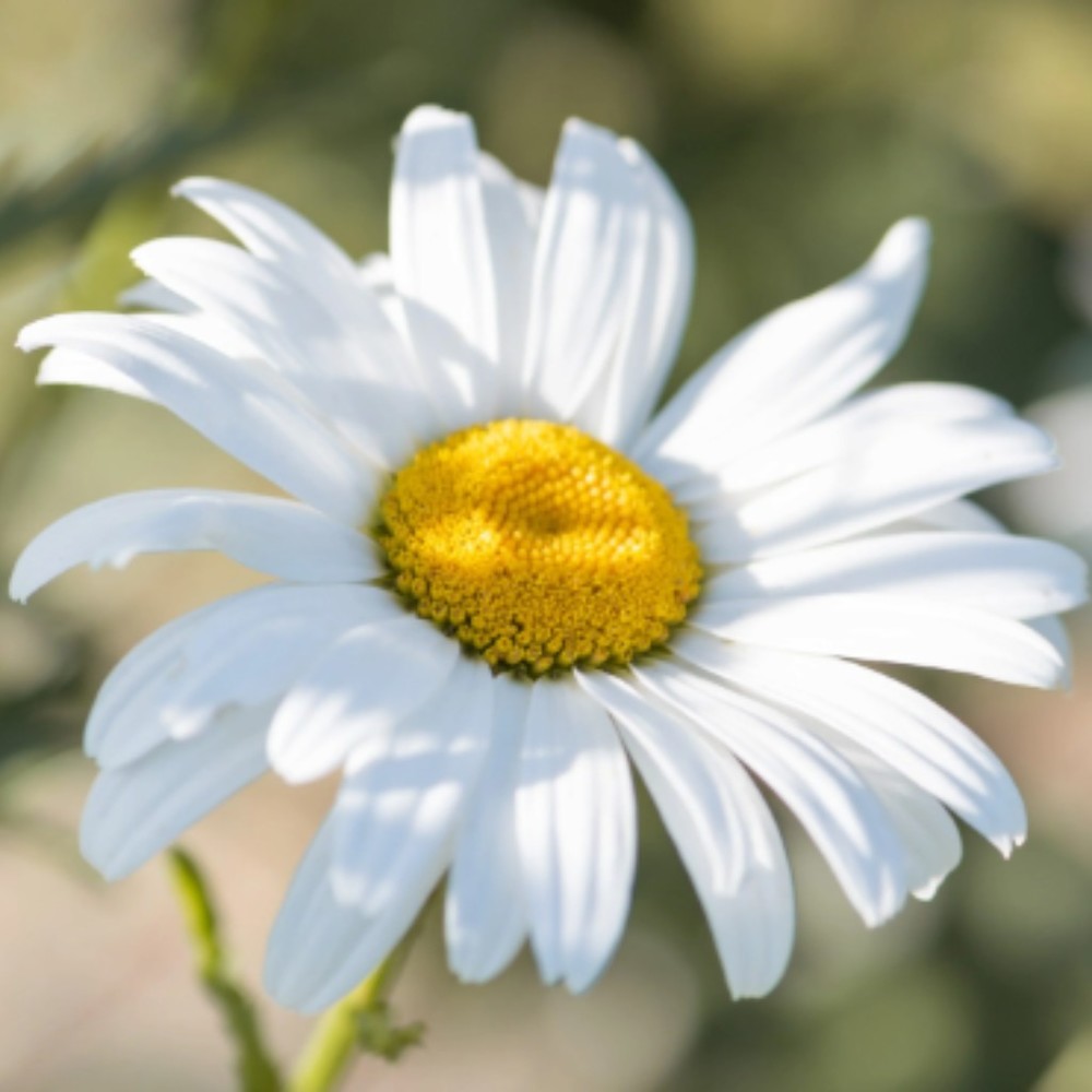 Meet your Posher, Mieka